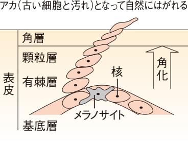 ターンオーバー（新陳代謝）について