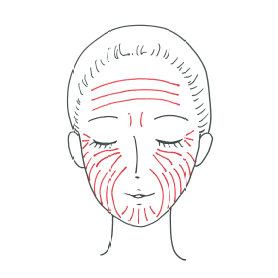 ランガ―ライン（皮膚割線）イメージ図
